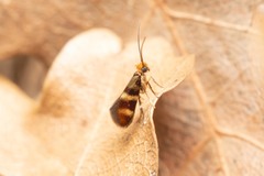 Micropterix aglaella