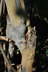 Cordia monoica