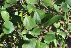 Cordia monoica