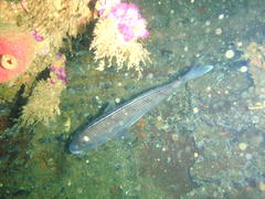 Chirodactylus grandis