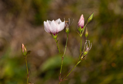 Linum tenuifolium
