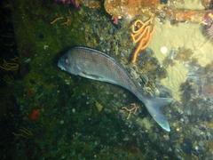 Chirodactylus grandis