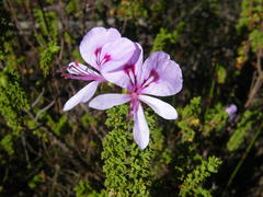 Pelargonium crispum