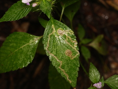 Liriomyza eupatorii
