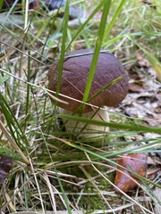 Boletus pinophilus