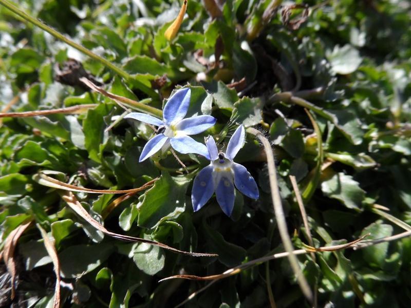 Lobelia dregeana