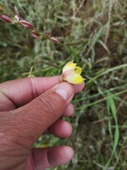 Cyanella