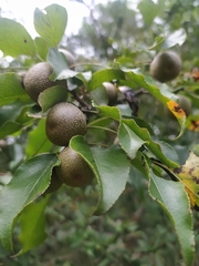 Pyrus pashia