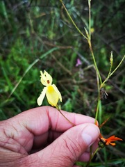 Moraea inconspicua