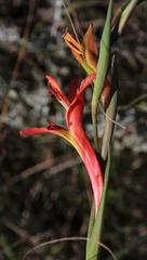 Gladiolus vandermerwei