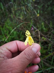 Moraea inconspicua