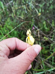 Moraea inconspicua