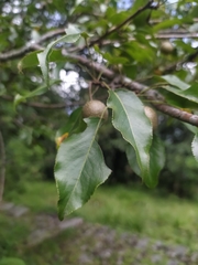Pyrus pashia