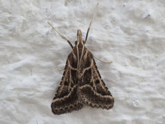 Stemmatophora borgialis