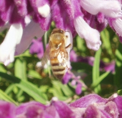 Apis mellifera