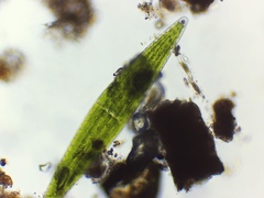 Closterium lunula