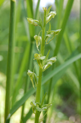 Platanthera sparsiflora