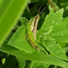 Pseudoxya