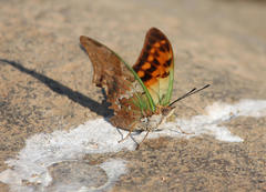 Charaxes candiope