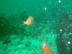 Chrysoblephus laticeps