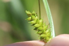 Carex punctata
