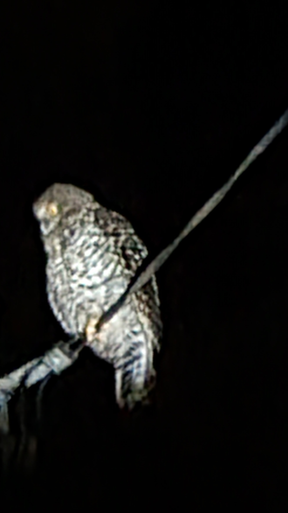Powerful Owl illustration
