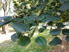 Tilia cordata