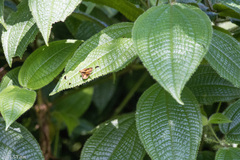 Oriens paragola