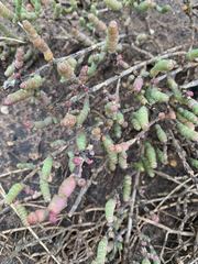 Tecticornia pergranulata