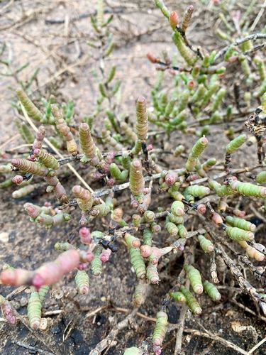 Image of Tecticornia pergranulata by (c) Karin Cox, some rights reserved (CC BY)