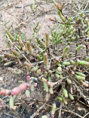 Tecticornia pergranulata