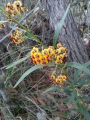 Daviesia corymbosa