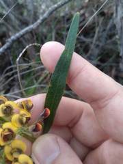 Daviesia corymbosa