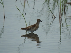Calidris subminuta