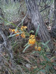 Daviesia corymbosa