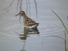 Calidris subminuta