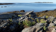 Plantago maritima juncoides