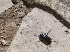 Cebrio