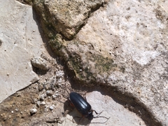 Cebrio
