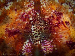 Periclimenes colemani