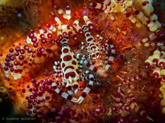 Periclimenes colemani