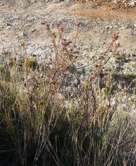 Roella amplexicaulis