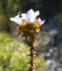Roella amplexicaulis