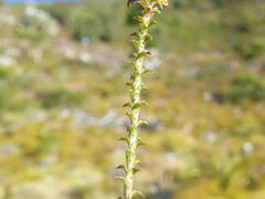 Roella amplexicaulis