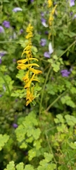 Corydalis cornuta