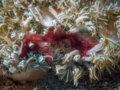 Achaeus japonicus