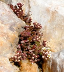 Crassula exilis exilis