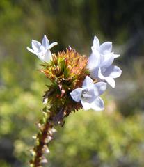 Roella amplexicaulis