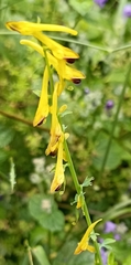Corydalis cornuta