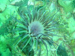 Ceriantheopsis austroafricanus
